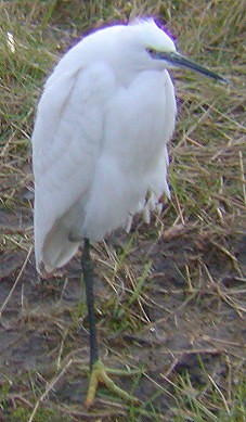 Kleinezilverreiger210104A